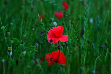 red poppy in the field.