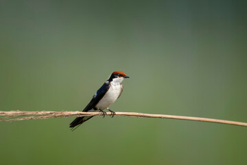 wire-tailed swallow on perch 