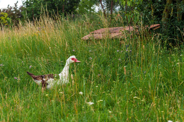 duck on a green meadow in the village