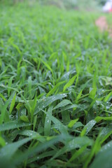 Rain drops on the Green Grass