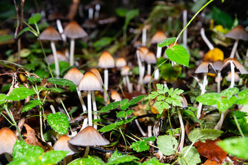 wilde Steinpilze und Giftpilze