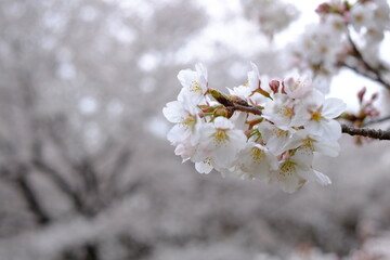 Closeup cherry blossom in spring