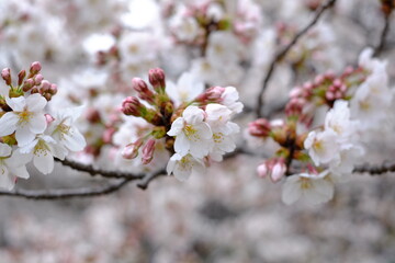 Closeup of cherry blossom in spring