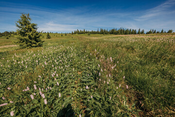 Obraz premium A person standing on a lush green field
