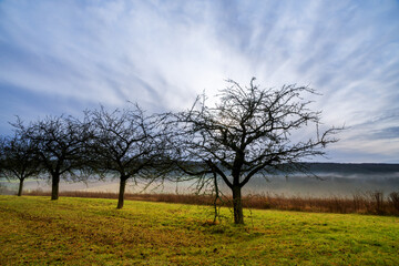 Apfelgarten bei Sonnenaufgang im Herbst