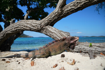 Iguana animal on the Caribbean beach near ocean with beautiful and clear water