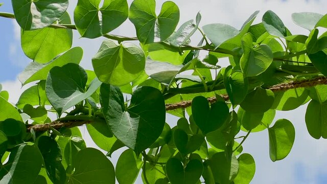 Tinospora cordifolia Heart-leaved moonseed also known as Amrita
