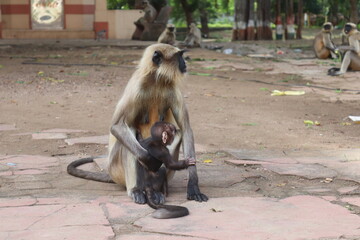 Indian Monkey with his Small Baby Monkey