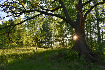 beautiful sunset in the summer forest
