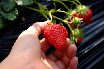 strawberry in hand. Strawberry piking  trip in garden. 