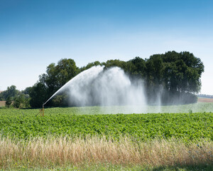irrigation of crop on field in the north of france