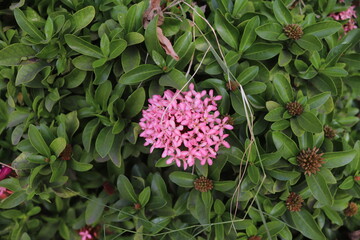 Pink Flower in the center of green leaf 