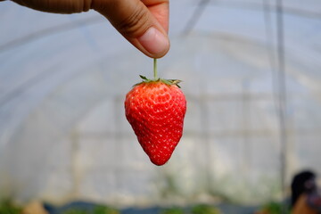 hand holding strawberry. Strawberry piking  trip in garden. Strawberry in hand.