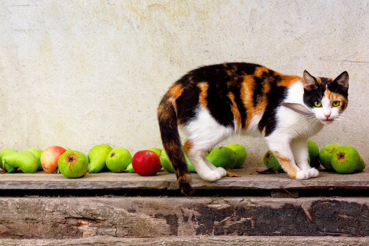 curious calico cat walking outside with feather in the mouth. predator in the autumn garden. fruit composition on the background. thanksgiving concept