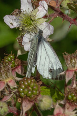 butterfly on a leaf
