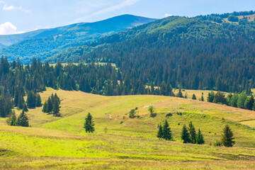 Fototapeta na wymiar mountainous rural landscape. beautiful scenery with trees and fields on the rolling hills at the foot of the borzhava ridge. natural and sustainability development concept