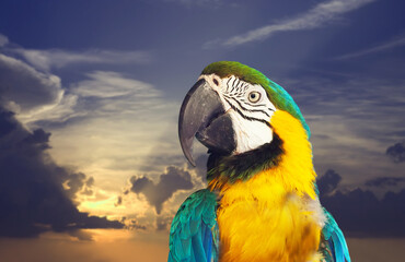 Closeup of macaw papagay (Ara chloropterus) against dawn sky