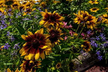 Macro, soft focus background. Coreopsis flowers, summer huge flowers. Hight quality photo