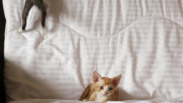 Funny Curious Young Red Ginger And Gray Devon Rex Kitten Playing Together At Home Sofa. Short-haired Cat Of English Breed