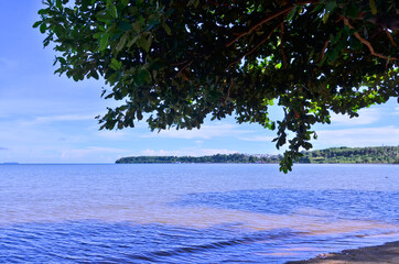 Green leaves over the beach near blue sea