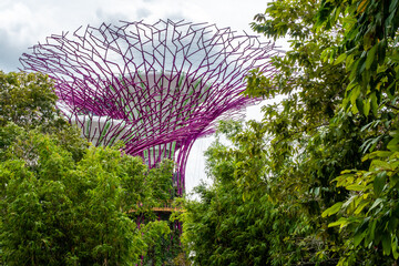 Singapore. Supertree Grove atrificial purple tree seen through dense green natural trees and leaves, contrast concept between nature and human's creation. Gardens by the Bay, Singapore.