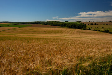 Barley fields at Snowshill, Cotswolds Gloucestershire England UK
