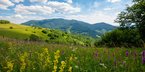 Fototapeta na wymiar summer landscape in mountains. amazing scenery with wild herbs in fields on rolling hills of carpathians in dappled light. clouds on the blue sky above the distant ridge