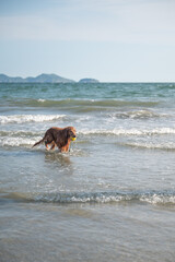 Golden Retriever playing in the water on the beach