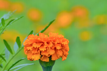 マリーゴールド