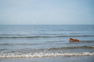 Golden Retriever playing in the water on the beach