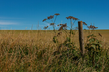 Barley fields at Snowshill, Cotswolds Gloucestershire England UK