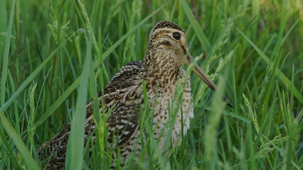 Great snipe (Gallinago media) in mating period, male dancing in the spring