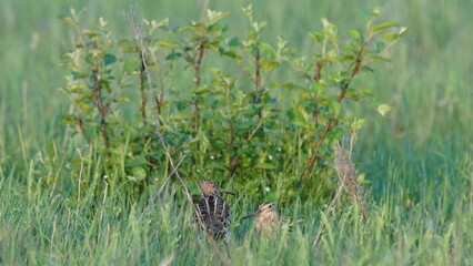 Great snipe (Gallinago media) in mating period, male dancing in the spring