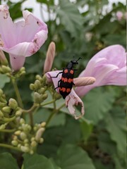 Fototapeta premium Orange and Black Small Insect on the Pink Flower