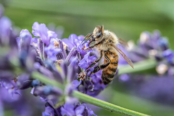 close up of a honey bee extracting nectar form the blooms on a lavender plant in organic garden