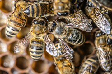 closeup macro of bees on wax frame honeycomb in apiary Honey bee hive with selective focus