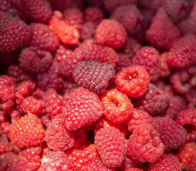 Red raspberries - lots of berries, summer harvest from the garden