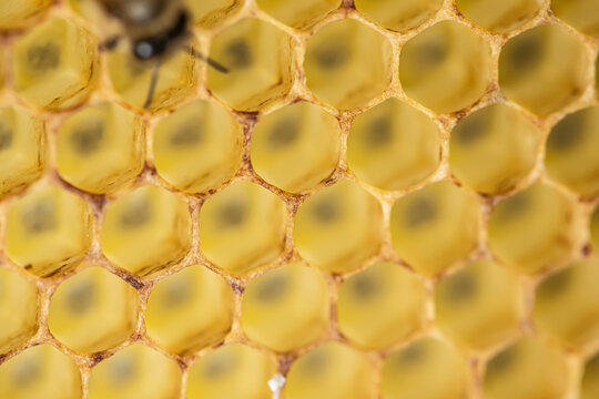 Honey comb gold background texture natural cell closeup macro