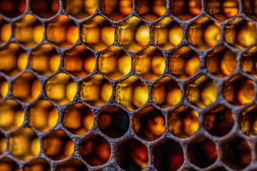 Honey bee beehive Wax Frame with moody light shines closeup macro