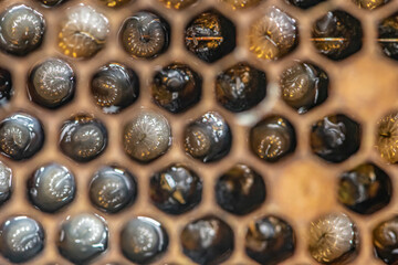 Honey bee beehive Wax Frame with bees breed, eggs and worms next generation