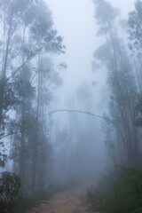 Fog in the forest