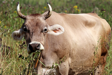Obraz premium Cow grazing on a summer pasture, eating grass. Rural landscape, dairy farming