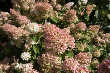 Autumn Colours of the Pink Flushed Flower Heads of a Paniculate Hydrangea Shrub (Hydrangea paniculata 'Silver Dollar') in a Country Cottage Garden in Rural Devon, England, UK