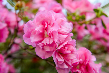 pink azalea flowerbranch