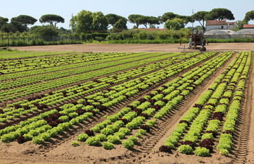 cultivated field of lettuce on sandy soil to encourage the growt