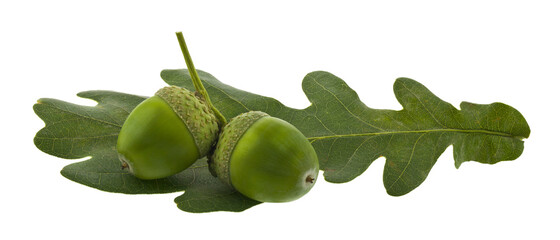 Oak leaf and green acorns isolated on white background close up.