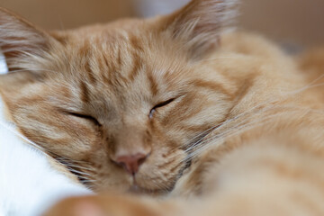 眠るネコ　　茶トラ猫