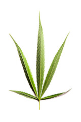 Marijuana leaves in a white background, Green cannabis leaves isolated,for asia not the same leaf