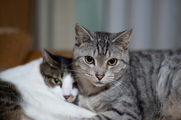 仲良しニャンコ