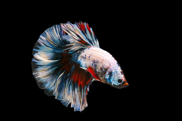 Fototapeta premium Betta fish,Siamese fighting fish,siamese fighting fish betta splendens (Halfmoon betta,Betta splendens Pla-kad ( biting fish) isolated on black background.
